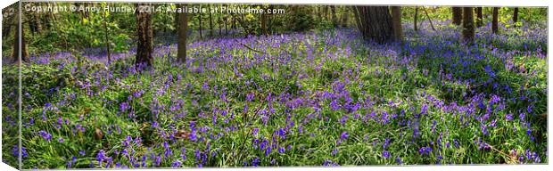 Bluebells in woodland Canvas Print by Andy Huntley