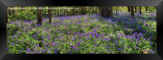 Bluebells in woodland Framed Print by Andy Huntley