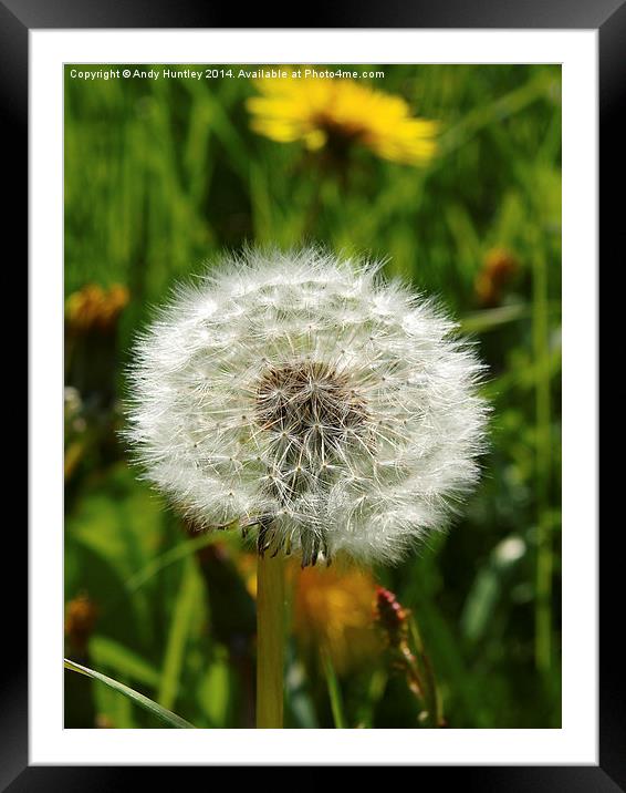 Dandelion Framed Mounted Print by Andy Huntley