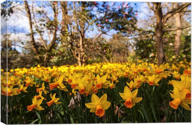 Invasion of the Daffodils Canvas Print by Stuart Gennery