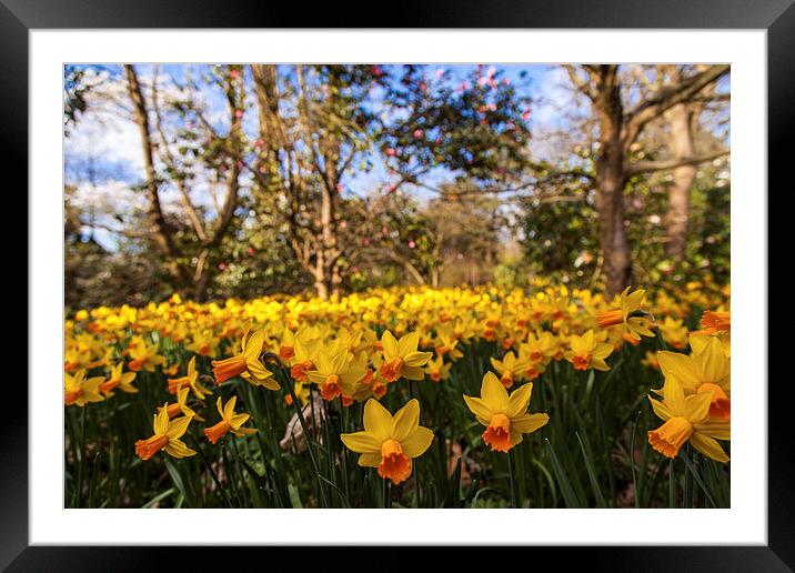 Invasion of the Daffodils Framed Mounted Print by Stuart Gennery