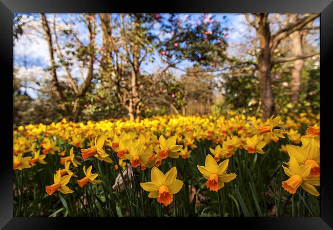 Invasion of the Daffodils Framed Print by Stuart Gennery