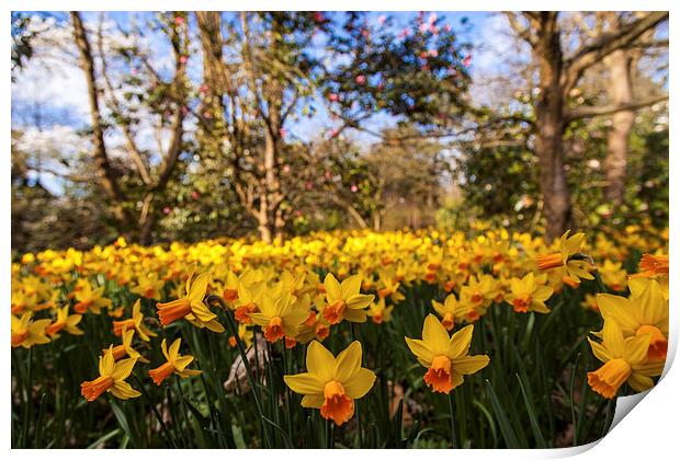 Invasion of the Daffodils Print by Stuart Gennery