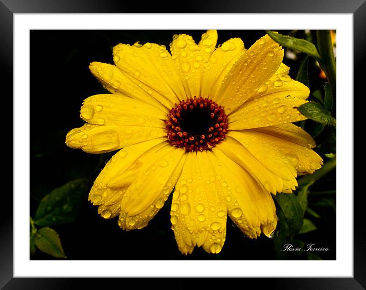 Yellow flower Framed Mounted Print by Flavia Ferreira