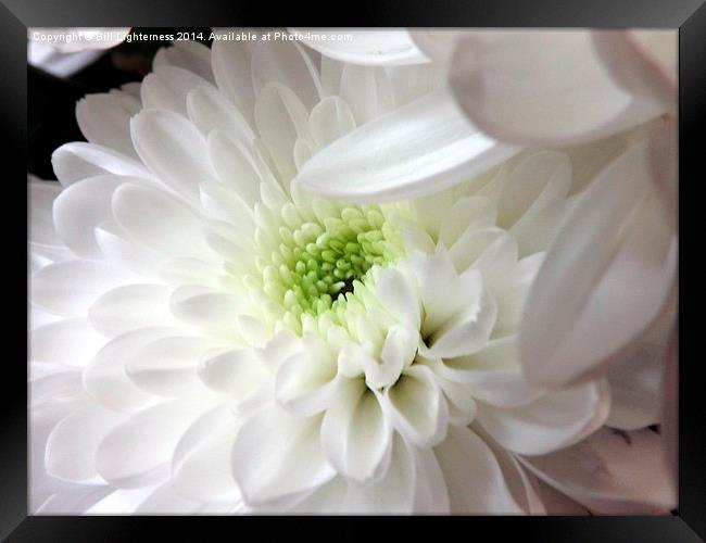 Silky White Flower Framed Print by Bill Lighterness