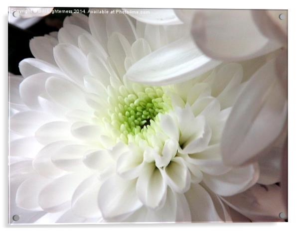 Silky White Flower Acrylic by Bill Lighterness