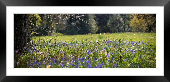 SpringTIme down in the meadow Framed Mounted Print by Ian Johnston  LRPS