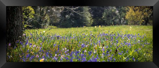 SpringTIme down in the meadow Framed Print by Ian Johnston  LRPS
