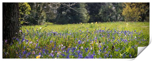 SpringTIme down in the meadow Print by Ian Johnston  LRPS