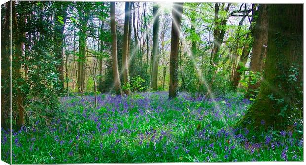 BLUEBELLS IN BLUEBELL WOOD Canvas Print by Anthony Kellaway
