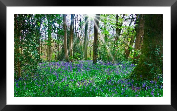 BLUEBELLS IN BLUEBELL WOOD Framed Mounted Print by Anthony Kellaway