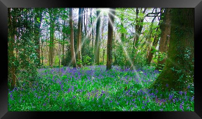 BLUEBELLS IN BLUEBELL WOOD Framed Print by Anthony Kellaway