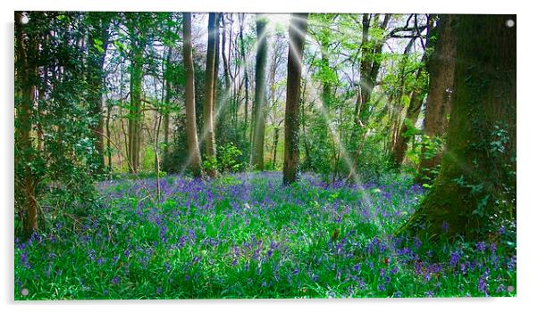 BLUEBELLS IN BLUEBELL WOOD Acrylic by Anthony Kellaway