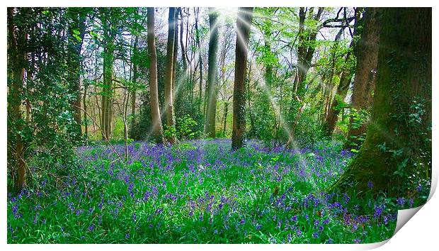 BLUEBELLS IN BLUEBELL WOOD Print by Anthony Kellaway