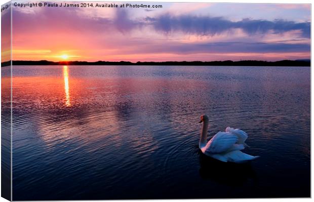 Swan at Sunset Canvas Print by Paula J James