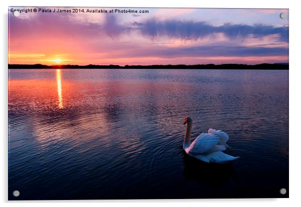 Swan at Sunset Acrylic by Paula J James