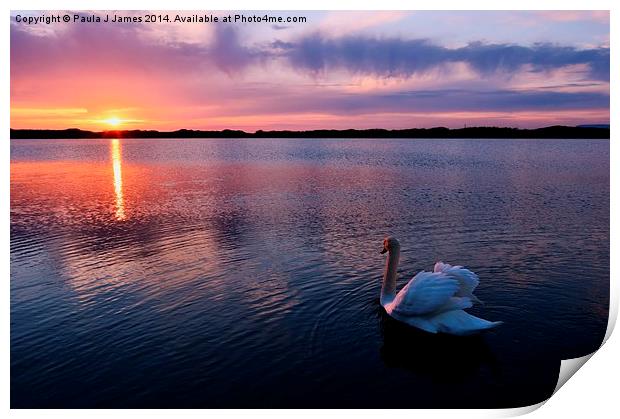 Swan at Sunset Print by Paula J James