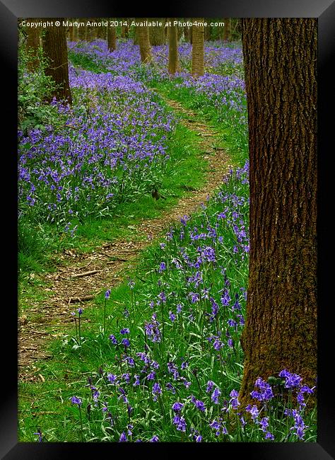 Bluebell Wood in Northamptonshire Framed Print by Martyn Arnold