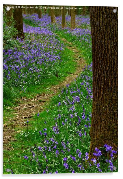 Bluebell Wood in Northamptonshire Acrylic by Martyn Arnold