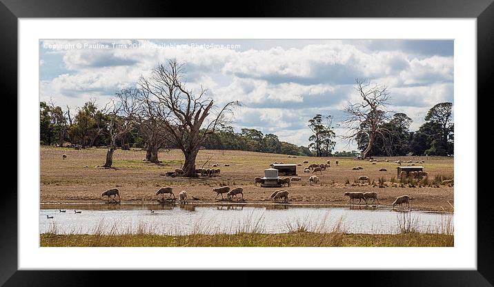 Australian Sheep Farm Framed Mounted Print by Pauline Tims