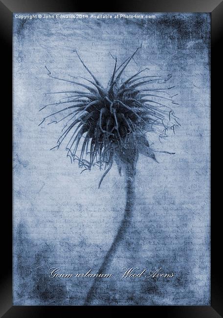 Geum urbanum Cyanotype Framed Print by John Edwards