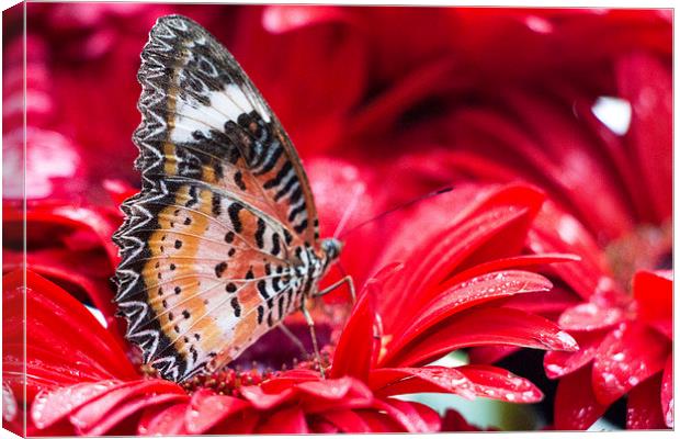 Butterfly Canvas Print by Lucy Pinkstone