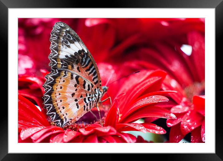 Butterfly Framed Mounted Print by Lucy Pinkstone