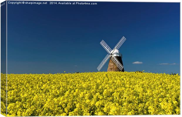 Halnaker Windmill Rapeseed 1 Canvas Print by Sharpimage NET
