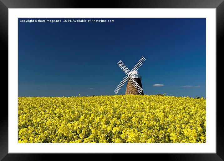 Halnaker Windmill Rapeseed 1 Framed Mounted Print by Sharpimage NET
