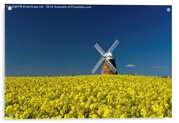 Halnaker Windmill Rapeseed 1 Acrylic by Sharpimage NET
