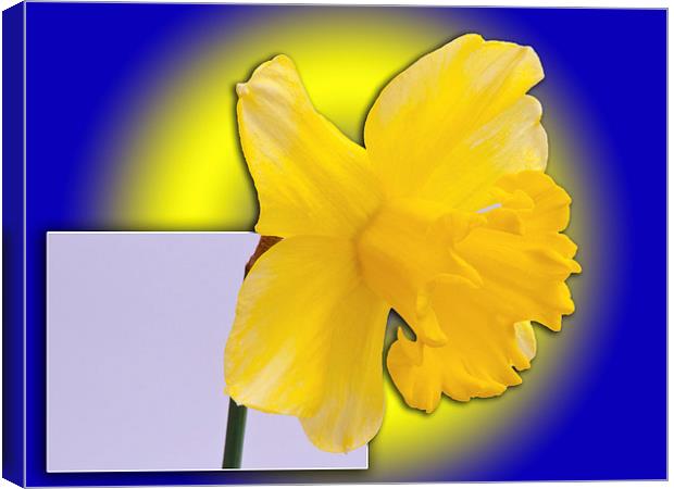 Daffodil out of the picture Canvas Print by Robert Gipson