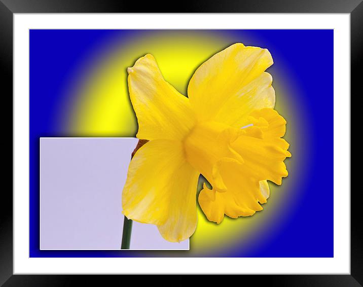 Daffodil out of the picture Framed Mounted Print by Robert Gipson