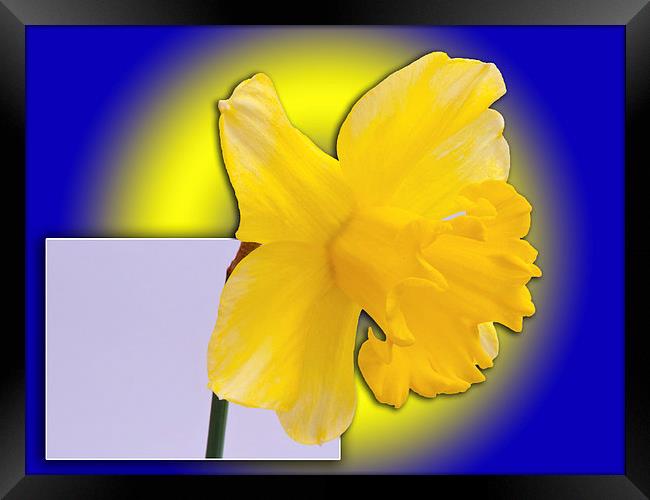 Daffodil out of the picture Framed Print by Robert Gipson