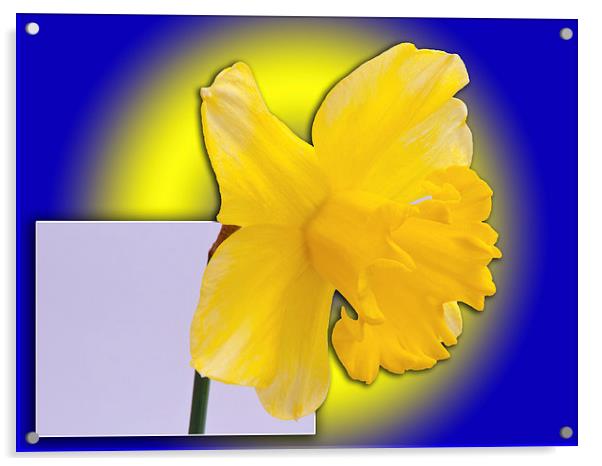 Daffodil out of the picture Acrylic by Robert Gipson