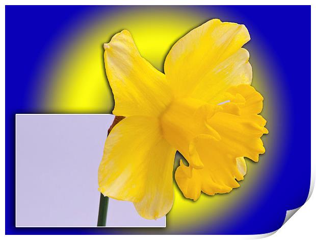 Daffodil out of the picture Print by Robert Gipson