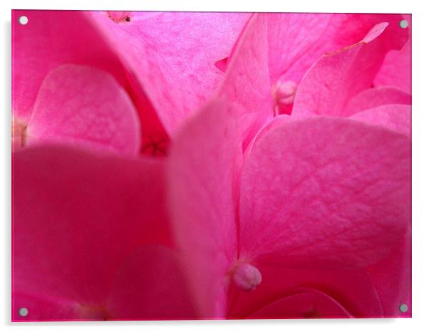 Pink Hydrangea Acrylic by james richmond