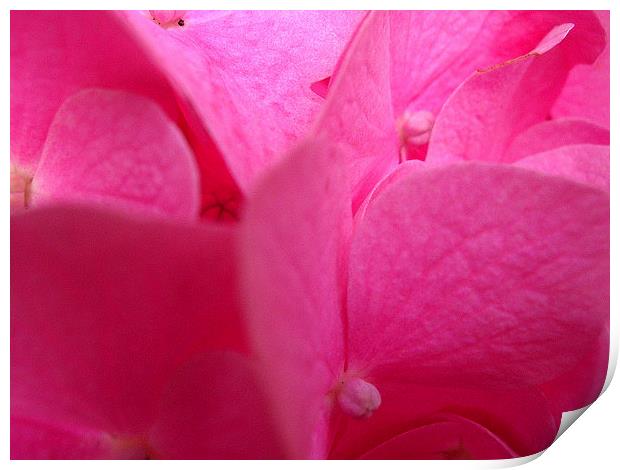 Pink Hydrangea Print by james richmond