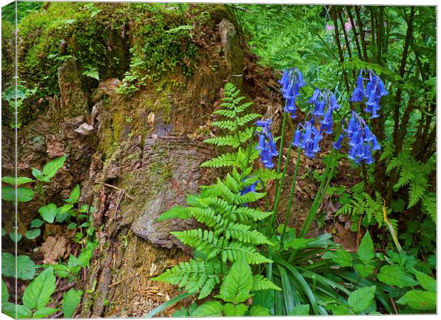 Bluebell wood Canvas Print by Robert Gipson