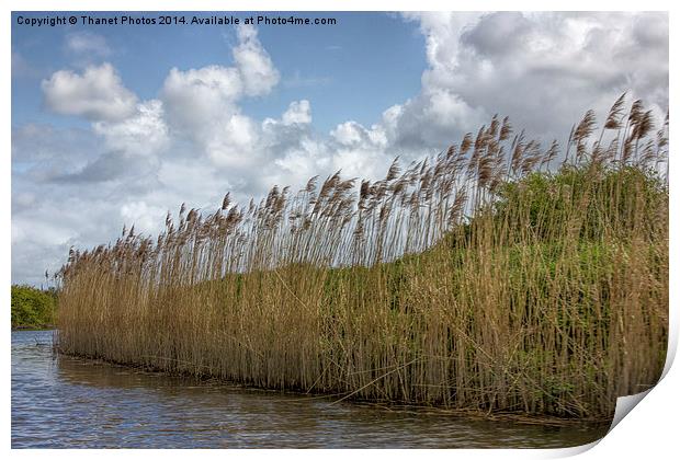 Along the river Print by Thanet Photos