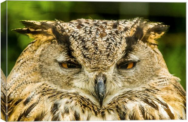 The Owl Canvas Print by Dave Hudspeth Landscape Photography