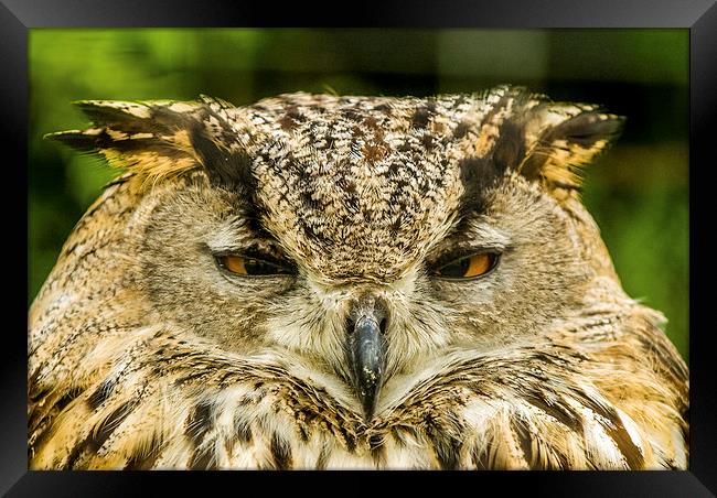 The Owl Framed Print by Dave Hudspeth Landscape Photography