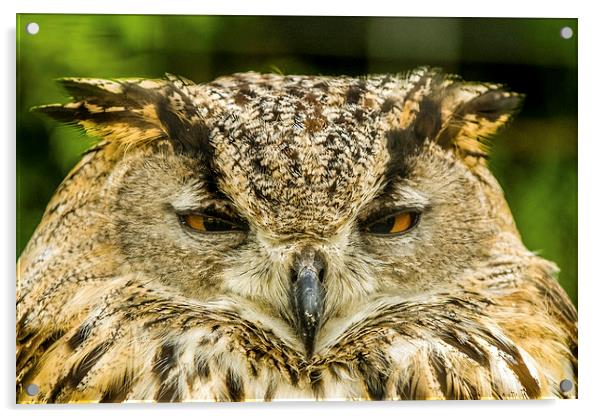 The Owl Acrylic by Dave Hudspeth Landscape Photography