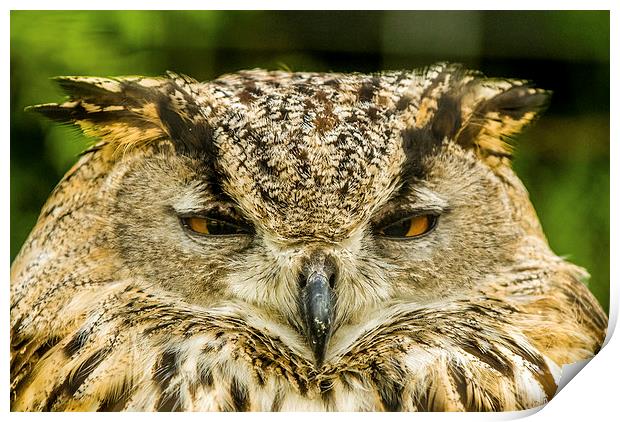 The Owl Print by Dave Hudspeth Landscape Photography