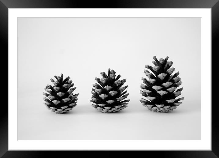 Pine Cone Trio Framed Mounted Print by Jason Moss