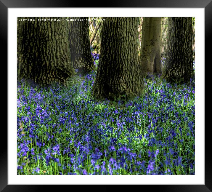 Bluebell carpet Framed Mounted Print by Thanet Photos