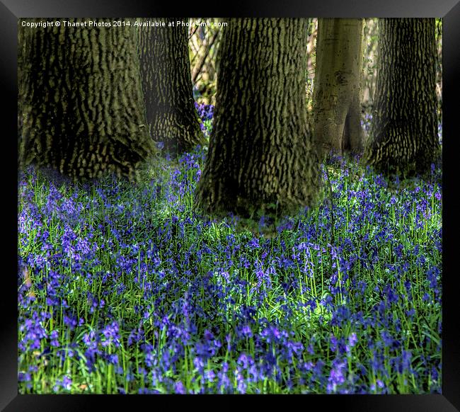 Bluebell carpet Framed Print by Thanet Photos