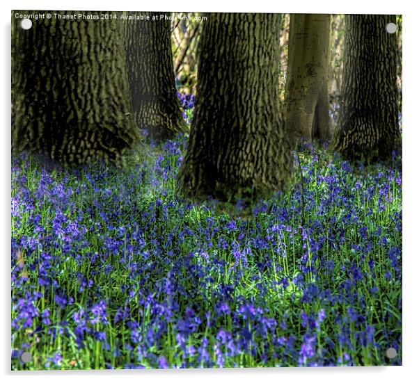 Bluebell carpet Acrylic by Thanet Photos