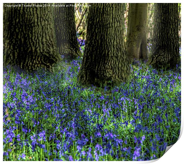 Bluebell carpet Print by Thanet Photos