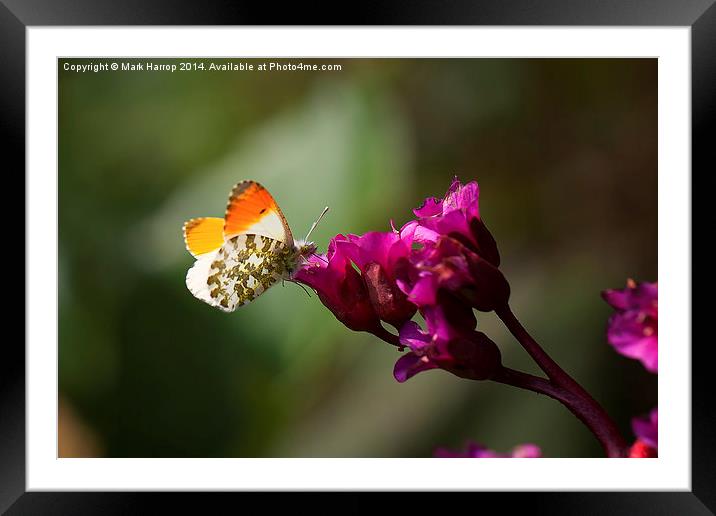 Orange Tipped Butterfly Framed Mounted Print by Mark Harrop