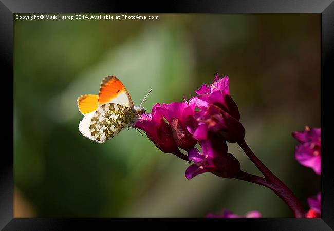 Orange Tipped Butterfly Framed Print by Mark Harrop
